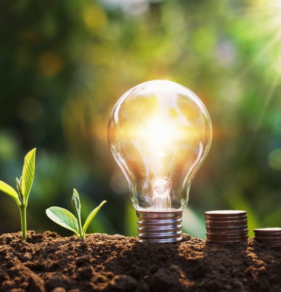 lightbulb with tree and coins on soil sunshine background concep